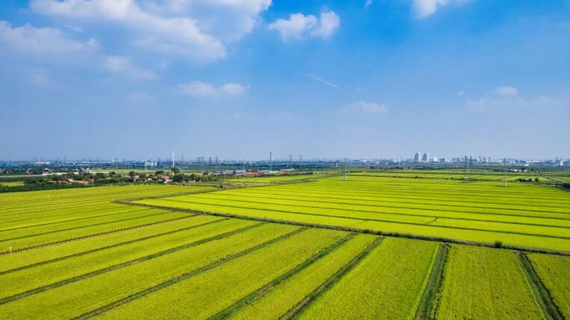 目前，我国针对农产品批发市场的税收优惠政策主要包括以下几种类型：