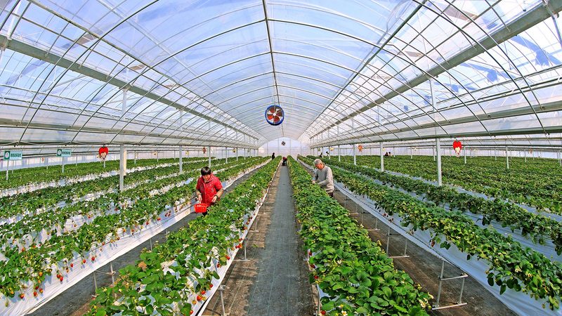 复合肥型号规格表：选购与使用要点解析**