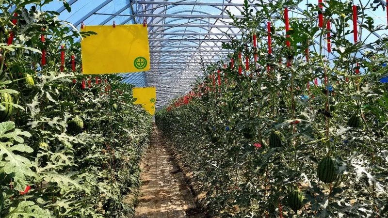 在申请农资经营许可证时，相关部门将对以下方面进行重点审查：