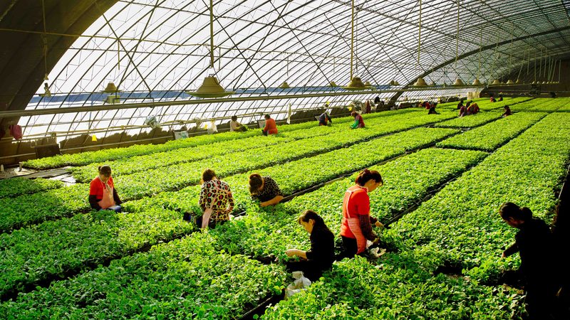 休闲农业新起点：新手必知的五大注意事项**