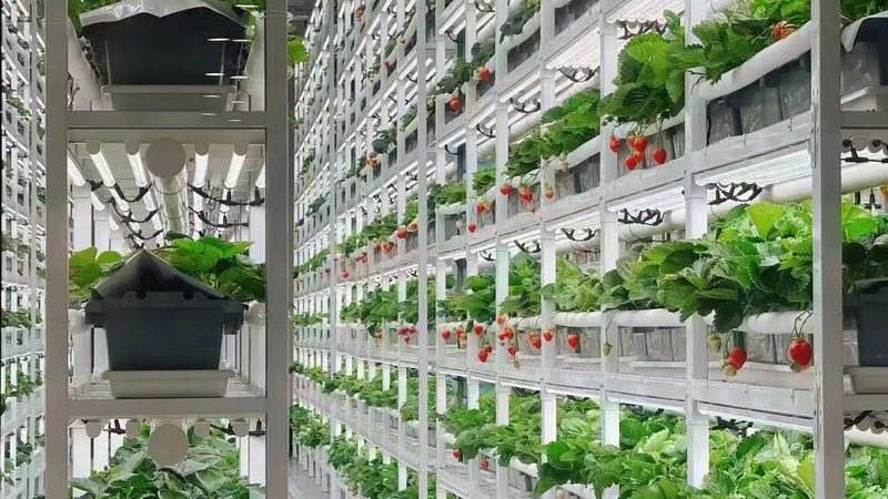 日光温室大棚建设，补贴政策知多少？**