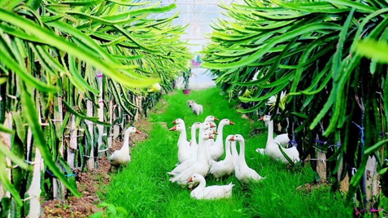 生物农药与化学农药：一场农业保卫战的较量**